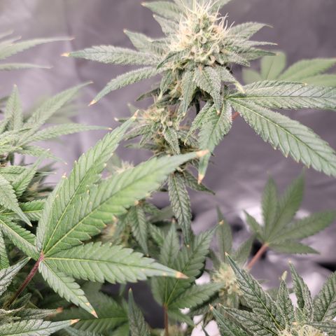 Black Widow growlog photo: Brrrrr.... it's a Lil frosty in here!! 🥶