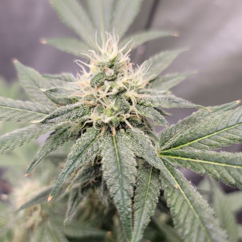 Black Widow growlog photo: Brrrrr.... it's a Lil frosty in here!! 🥶