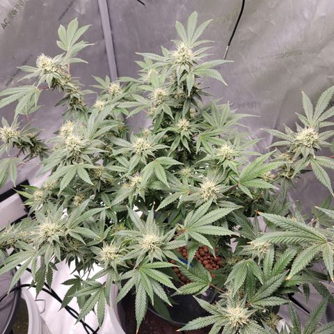 Black Widow growlog photo: Brrrrr.... it's a Lil frosty in here!! 🥶