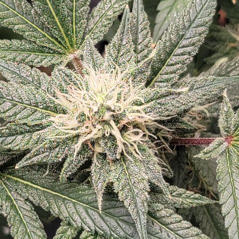 Black Widow growlog timeline photo