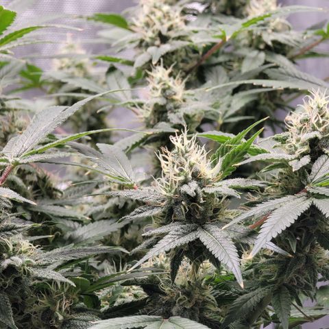 Black Widow growlog photo: Buds are plumping up and you can start to smell her without messing with the plant!