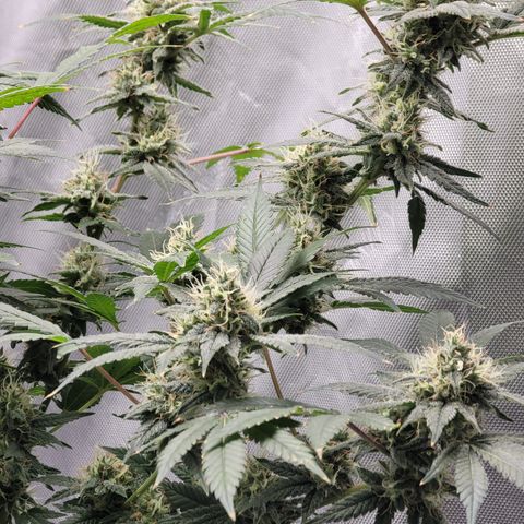 Black Widow growlog photo: Buds are plumping up and you can start to smell her without messing with the plant!