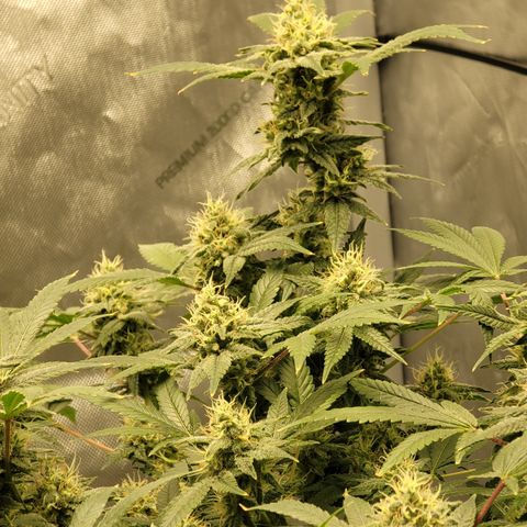 Black Widow growlog photo: Buds are plumping up and you can start to smell her without messing with the plant!