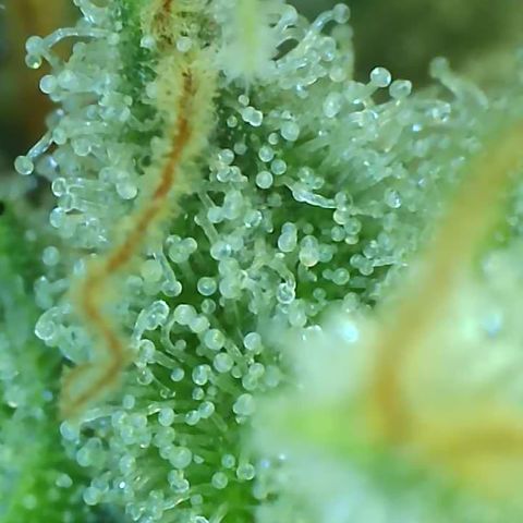 Black Widow growlog photo: Day 50 flower, trichomes are mostly milky, few clear and few starting to turn amber. I predict we'll be harvesting around 2 weeks from now