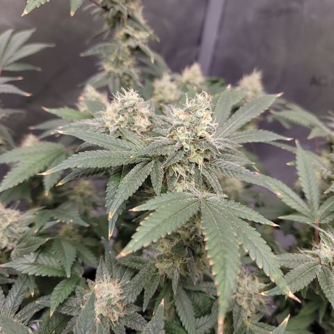 Black Widow growlog photo: Day 50 flower, trichomes are mostly milky, few clear and few starting to turn amber. I predict we'll be harvesting around 2 weeks from now