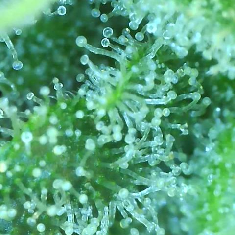 Black Widow growlog photo: Day 50 flower, trichomes are mostly milky, few clear and few starting to turn amber. I predict we'll be harvesting around 2 weeks from now