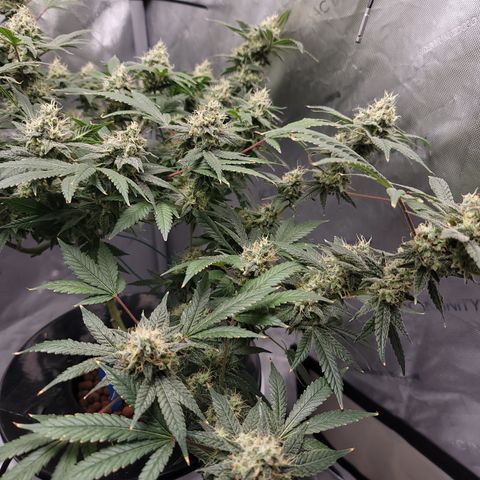 Black Widow growlog photo: Day 50 flower, trichomes are mostly milky, few clear and few starting to turn amber. I predict we'll be harvesting around 2 weeks from now