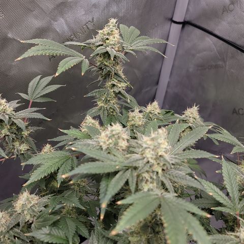 Black Widow growlog photo: Day 50 flower, trichomes are mostly milky, few clear and few starting to turn amber. I predict we'll be harvesting around 2 weeks from now