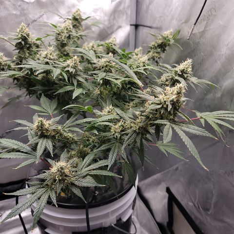 Black Widow growlog photo: Day 50 flower, trichomes are mostly milky, few clear and few starting to turn amber. I predict we'll be harvesting around 2 weeks from now
