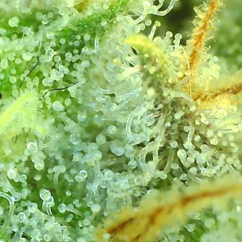 Black Widow growlog photo: Day 50 flower, trichomes are mostly milky, few clear and few starting to turn amber. I predict we'll be harvesting around 2 weeks from now