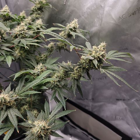 Black Widow growlog photo: Day 50 flower, trichomes are mostly milky, few clear and few starting to turn amber. I predict we'll be harvesting around 2 weeks from now