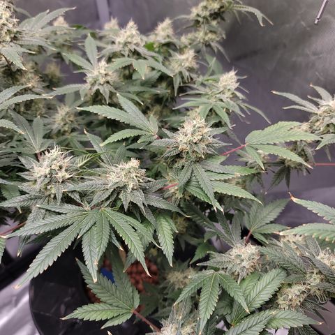Black Widow growlog photo: Day 50 flower, trichomes are mostly milky, few clear and few starting to turn amber. I predict we'll be harvesting around 2 weeks from now