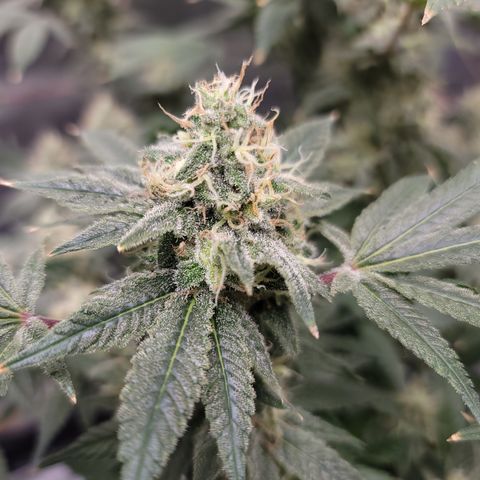 Black Widow growlog timeline photo