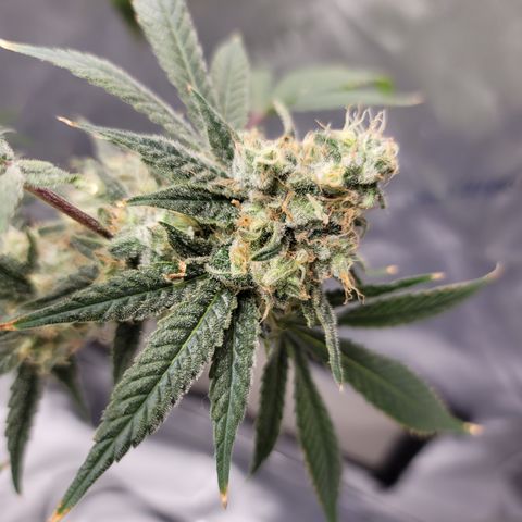 Black Widow growlog timeline photo
