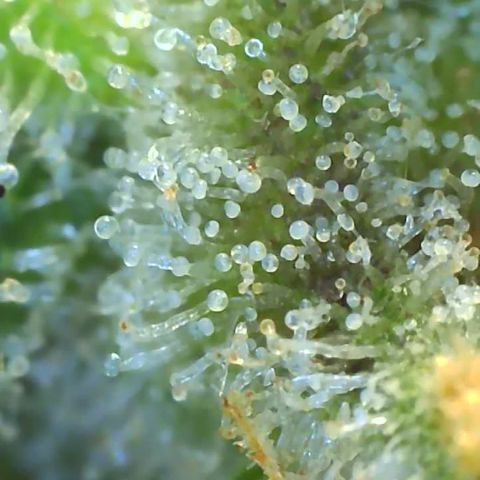 Black Widow growlog photo: Showing hints of purple up close. So exciting! Trichomes are almost all cloudy with a few turning amber and a few still clear. Will begin the final flush soon for 4 days to a week. I'll be judging based on how she looks and PPM readings 