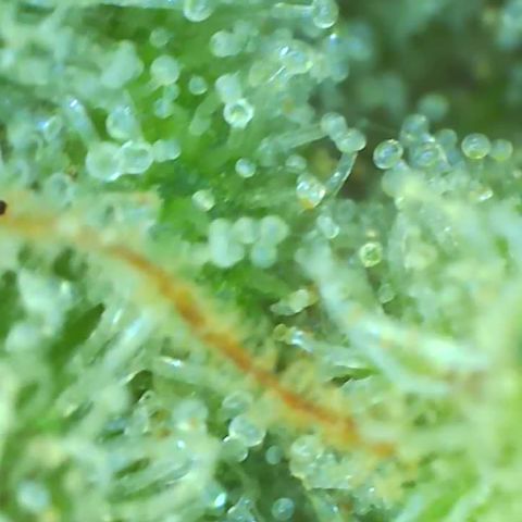 Black Widow growlog photo: Showing hints of purple up close. So exciting! Trichomes are almost all cloudy with a few turning amber and a few still clear. Will begin the final flush soon for 4 days to a week. I'll be judging based on how she looks and PPM readings 