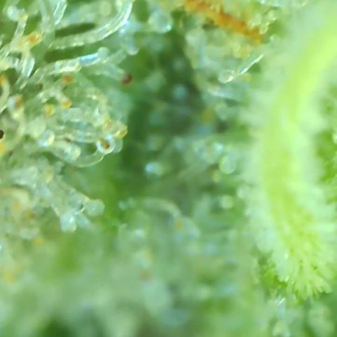 Black Widow growlog photo: Showing hints of purple up close. So exciting! Trichomes are almost all cloudy with a few turning amber and a few still clear. Will begin the final flush soon for 4 days to a week. I'll be judging based on how she looks and PPM readings 