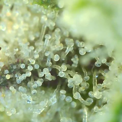 Black Widow growlog photo: Showing hints of purple up close. So exciting! Trichomes are almost all cloudy with a few turning amber and a few still clear. Will begin the final flush soon for 4 days to a week. I'll be judging based on how she looks and PPM readings 