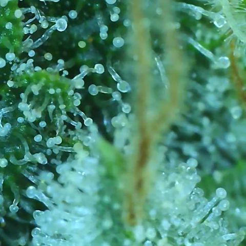 Black Widow growlog photo: Showing hints of purple up close. So exciting! Trichomes are almost all cloudy with a few turning amber and a few still clear. Will begin the final flush soon for 4 days to a week. I'll be judging based on how she looks and PPM readings 