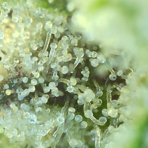 Black Widow growlog photo: Showing some purples when I put the macro lense on her lol