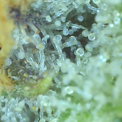 Black Widow growlog photo: Showing some purples when I put the macro lense on her lol