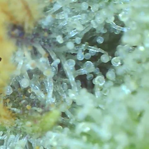 Black Widow growlog photo: Showing some purples when I put the macro lense on her lol