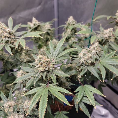 Foto 1 do growlog de Black Widow