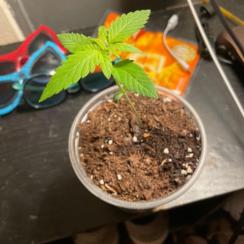 Biscotti Automatic growlog timeline photo
