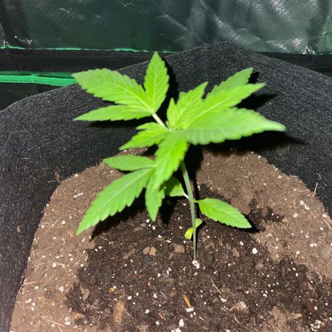 Biscotti Automatic growlog timeline photo