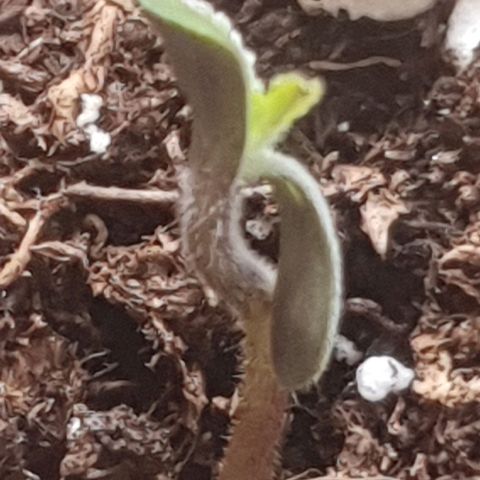Forbidden Cherry Auto growlog timeline photo