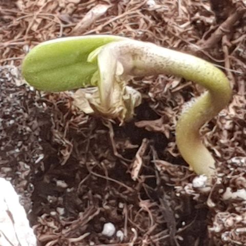 Melonade Runtz Auto growlog timeline photo