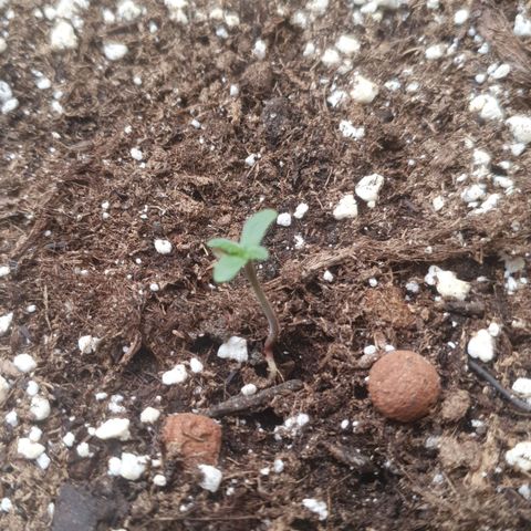 Melonade Runtz Auto growlog photo: Auch die Melone gibt gas