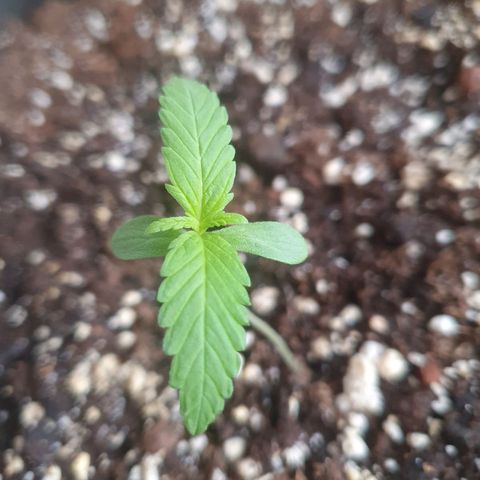 Forbidden Cherry Auto growlog timeline photo