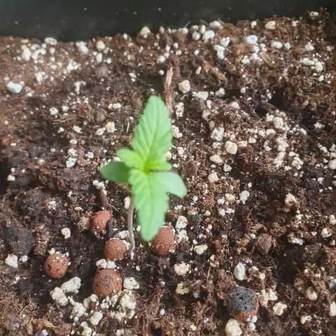 Melonade Runtz Auto growlog timeline photo
