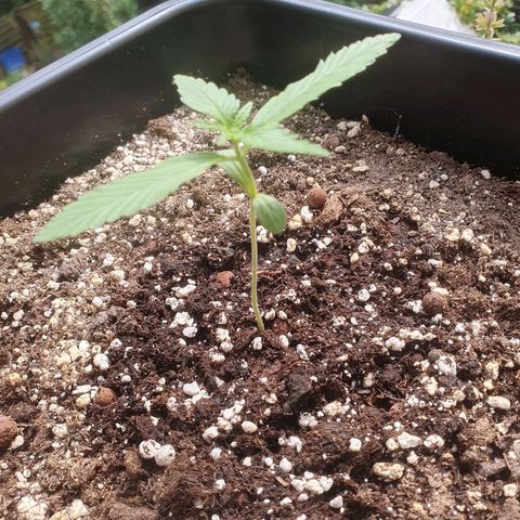 Forbidden Cherry Auto growlog timeline photo