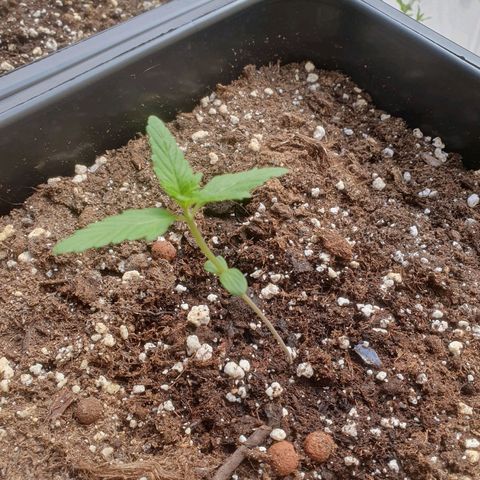 Melonade Runtz Auto growlog timeline photo