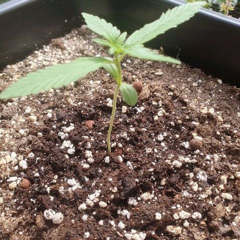 Forbidden Cherry Auto growlog timeline photo