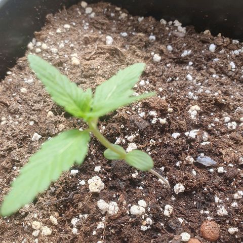 Melonade Runtz Auto growlog timeline photo