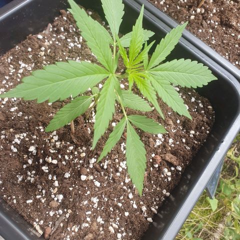 Forbidden Cherry Auto growlog photo: F
