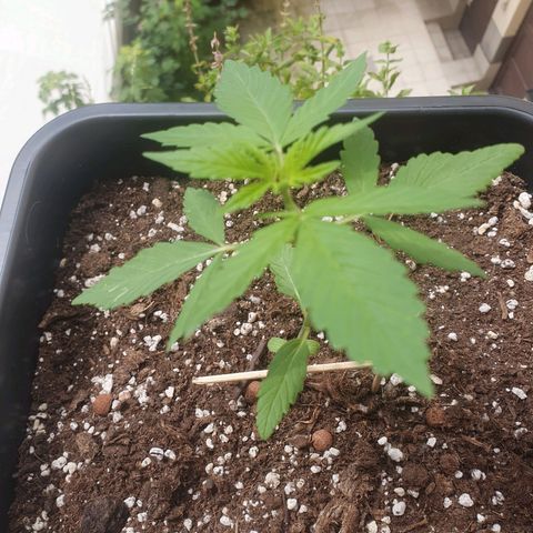 Melonade Runtz Auto growlog timeline photo