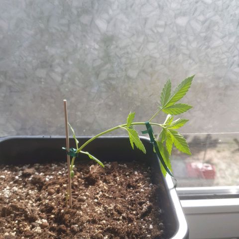 Melonade Runtz Auto growlog timeline photo