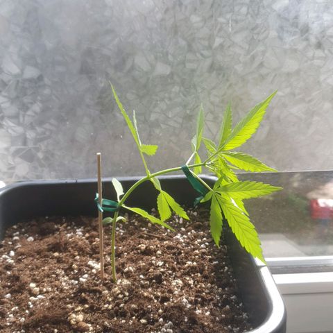 Forbidden Cherry Auto growlog timeline photo