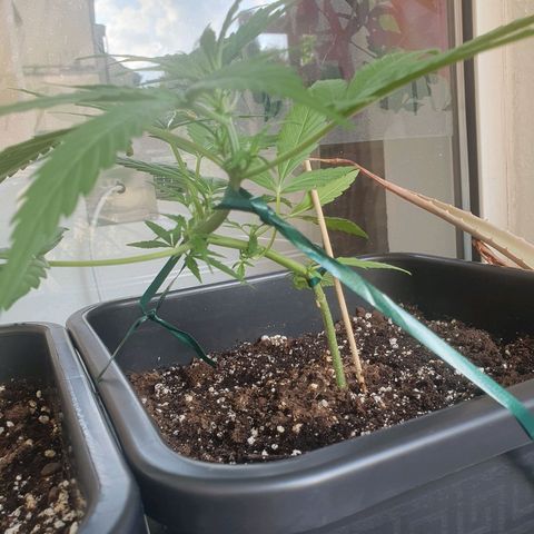 Forbidden Cherry Auto growlog photo: Wächst richtig in die LST Vorgabe, das wird ne schöne Spirale 