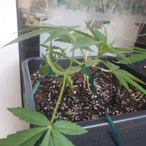 Melonade Runtz Auto growlog photo: Das wird ne schöne Blütenspirale LST gibt gute Form und Pflänzchen spielt mit