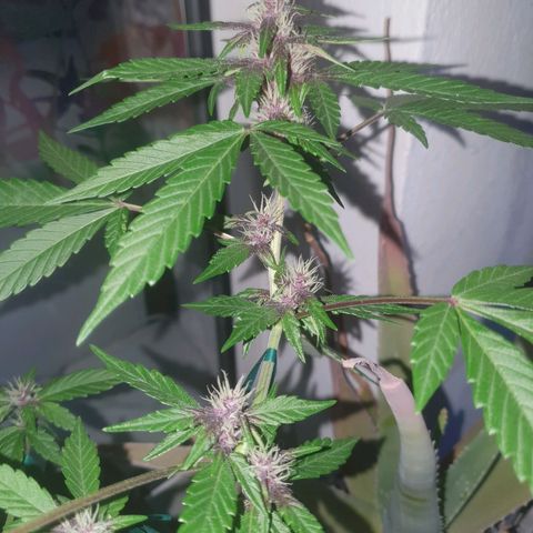 Forbidden Cherry Auto growlog photo: Endlich kickt das Lila