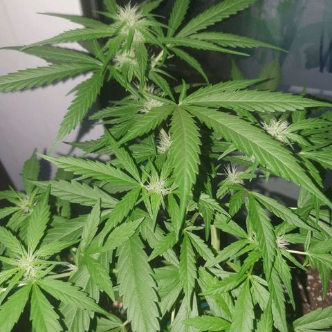 Melonade Runtz Auto growlog photo: Gedeiht prächtig