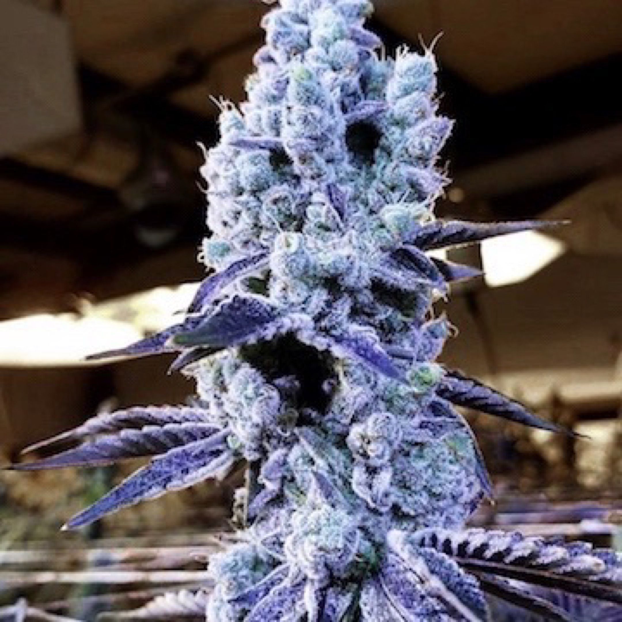 Mandarin Cookies R1 V2 growlog header