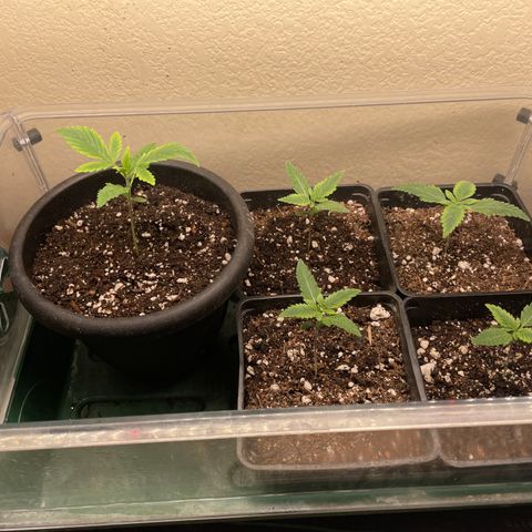 Mandarin Cookies R1 V2 growlog photo