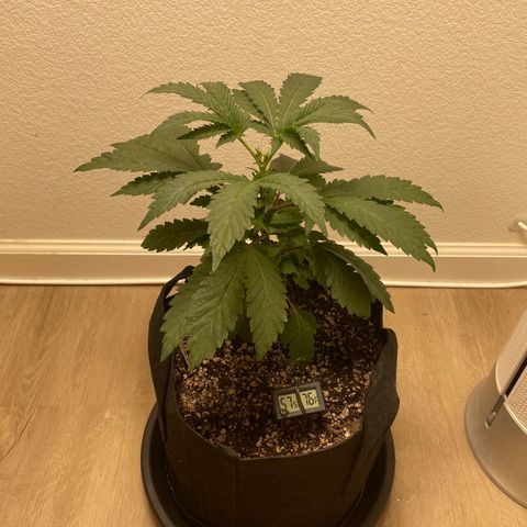 Mandarin Cookies R1 V2 growlog photo