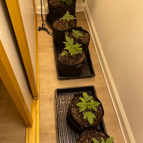 Mandarin Cookies R1 V2 growlog photo